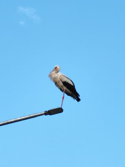 A white stork stands on a street lamp against a clear blue sky. The stork is mostly white with black wingtips and a long, pointed beak. Its right leg is extended downwards, while its left leg is bent and tucked under its body. The street lamp is metallic and angled upwards towards the right of the frame. The background is a uniform expanse of light blue sky, with a few wispy white clouds visible in the upper left quadrant. The overall scene is natural and peaceful, suggesting a moment of rest for the bird.