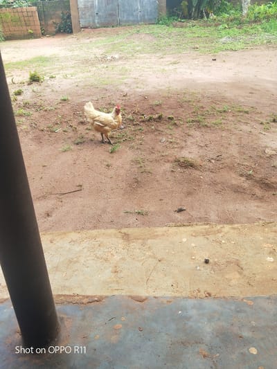 A single light-colored hen stands in a dirt yard, facing left. The hen has a red comb on its head and is predominantly white with some yellow-brown feathers. The ground is mostly brown dirt with patches of sparse green grass and some scattered small stones. In the background, a weathered brick wall and a corrugated metal structure are visible, suggesting a rural or semi-rural setting in Akokwa, Nigeria. The sky is overcast, indicating a cloudy day. The overall scene is simple and depicts a common sight in an outdoor, possibly residential, environment. The bottom of the image shows a concrete surface with some discoloration. The text "Shot on OPPO R11" is visible in the bottom left corner of the image.