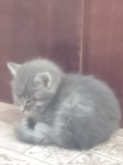 An out-of-focus, grainy photograph shows a small, grey kitten curled up on a light-colored, patterned surface. The kitten is facing left with its head down and eyes closed, appearing to be asleep. The background is a blurry, dark reddish-brown color, possibly a piece of furniture or a wall. The overall impression is one of a quiet, domestic scene. There is no information within the image to suggest a specific location in the city of Osakarovka, Kazakhstan.