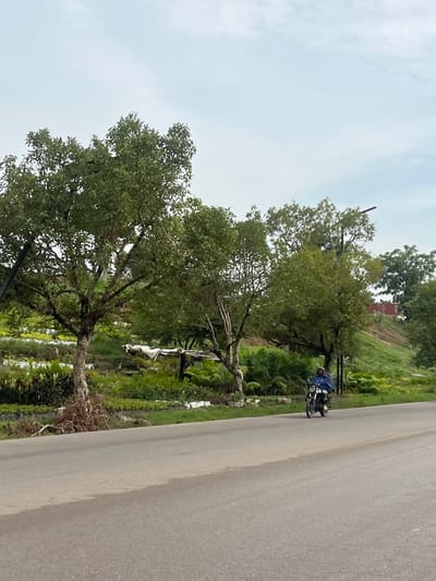 This image depicts a daytime scene along a paved road in Karmajiji, Nigeria, characterized by lush green vegetation. One person is visible, riding a motorcycle on the right side of the road. The individual is wearing a blue jacket or shirt and a light-colored helmet. The motorcycle appears to be a standard model.
To the left of the road, a dense array of green trees with full canopies lines the path. Beyond these trees, the terrain slopes upwards, covered in more vibrant green foliage, including bushes and possibly smaller trees. A hint of a building or structure, possibly red-bricked, can be seen partially obscured by the distant trees on the elevated ground.
The sky is bright but overcast or hazy, suggesting a cloudy day without clear sunlight. The overall setting implies a rural or semi-rural environment, typical of the location context provided. There is no discernible text within the image.