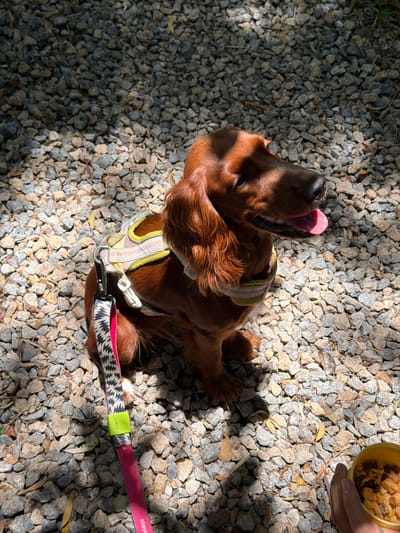 A high-angle medium shot shows an Irish Setter dog lying on its back on a ground covered with small gravel and interspersed with leaf litter. The location is Suthep, Thailand, as inferred from the leash, which is labeled "staya." Sunlight creates patches of light and shadow across the scene. The dog is wearing a yellow, white, and pink harness, and a pink and black patterned leash is attached. The dog's tongue is visible, sticking out. In the upper right corner, a person's hand holds a yellow container filled with what appears to be food. No interaction between the person and the dog is evident in the frame.