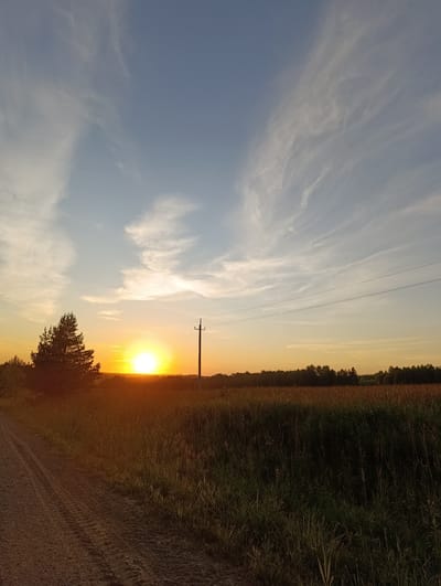 The image captures a sunset over a rural landscape, likely in or near Nekrasovo, Russia. The sky is a gradient of blue and orange, with wispy clouds streaking across. The sun, a bright orb, is low on the horizon, casting a warm glow over the scene. In the foreground, a dirt road runs diagonally from the bottom left corner, leading towards the sun. To the left of the road, a lone pine tree stands silhouetted against the vibrant sky. Beyond the tree and road, a field of tall grass stretches out, dotted with dark green foliage. In the distance, a line of trees forms a dark silhouette against the horizon. A single wooden utility pole with wires is visible near the center of the image, standing against the backdrop of the setting sun. The overall impression is one of natural beauty and tranquility at dusk.
