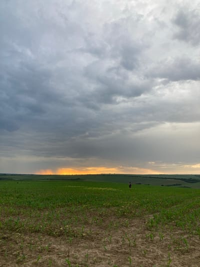 The image depicts a field in Pisanets, Bulgaria, under a cloudy sky. The field is divided into two distinct sections. The section closer to the viewer appears to be recently cultivated, with small green shoots emerging from the dark soil. The farther section is covered in denser green vegetation. A person stands in the green vegetation. In the distance, there is another field of dense green vegetation. A bright, hazy yellow light illuminates the horizon. The sky is filled with gray clouds.