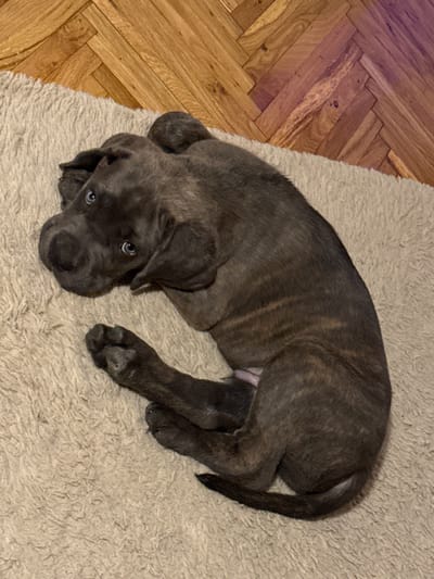 A brindle-colored puppy with dark fur and light blue eyes is lying curled up on a light-colored, fluffy mat. The mat is placed on a wooden floor with a herringbone pattern. The puppy is positioned with its head resting on its paws, and its body is curved. The background shows the wooden flooring. The scene appears to be indoors. The specific location in Apatin Municipality, Serbia cannot be determined from the image alone.