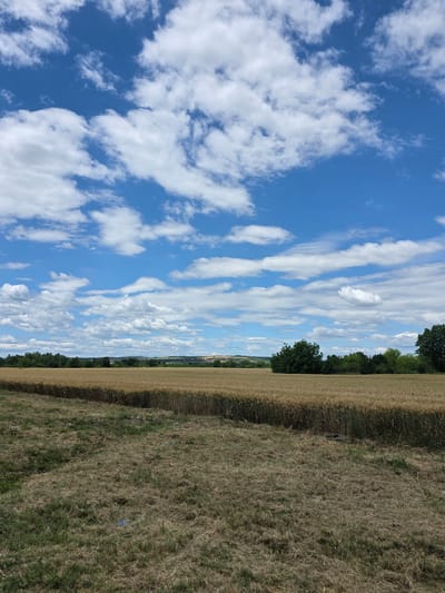 The image captures a wide view of a rural landscape under a bright blue sky dotted with fluffy white clouds. In the foreground, a field of dry, mowed grass is visible. Beyond this, a mature wheat field stretches across the middle ground, its golden stalks forming a textured expanse. The horizon is lined with a dense band of green trees, with hints of more distant, rolling hills and what appears to be construction or development in the far background. The scene is consistent with the agricultural outskirts of Akatsievo, Bulgaria, during a clear, sunny day, likely in the late summer or early autumn. No people or specific actions are depicted.