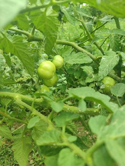 The image shows a cluster of unripe green tomatoes growing on a vine amidst lush green foliage. The tomatoes are spherical and vary slightly in size, with a smooth, waxy skin. The vine's branches are thick and covered in fine hairs, supporting the developing fruit. The leaves are broad and serrated, forming a dense canopy that partially obscures the tomatoes. The background is a blur of green and brown, suggesting an outdoor garden setting. The presence of these tomatoes indicates a healthy, growing plant, likely in a rural or agricultural area.