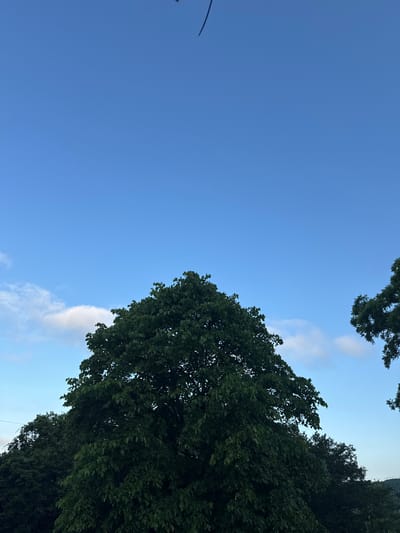 The image captures a view of the sky above Akydra, Abkhazia. The sky is a vibrant blue, with a few wisps of white clouds scattered across it. The upper portion of the frame is dominated by the clear blue sky, with a dark, thin, natural element, possibly a branch or twig, intruding from the top edge.

Below the sky, the lush green foliage of several trees fills the lower half of the image. A large, dominant tree with dense, dark green leaves occupies the central foreground, its canopy spreading widely. To the right and left, the tops of other trees are visible, also covered in dark green leaves, suggesting a wooded or park-like environment. The foliage is thick and appears healthy. In the distance, the faint outline of hills or mountains can be seen peeking through the trees at the very bottom of the frame. The overall scene is natural, serene, and suggests an outdoor setting in a location with abundant vegetation.