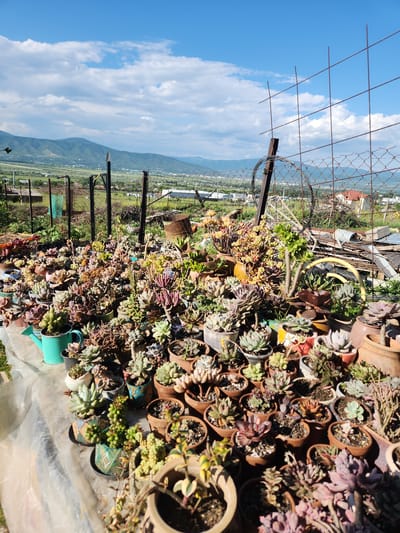 The image displays an outdoor scene in Gorovani, Georgia, characterized by a dense arrangement of potted succulent plants in the foreground, set against a backdrop of a rural landscape and mountainous terrain under a cloudy blue sky.
In the immediate foreground, hundreds of diverse succulent plants, primarily Echeveria and Sedum varieties, are meticulously arranged in various small pots, including terracotta, ceramic, and decorative containers. The plants exhibit a wide color palette, ranging from greens, grays, and blues to purples, reds, and browns. They are placed on a surface covered with a white plastic sheet. A prominent light green watering can is visible on the lower-left side among the pots.
The midground features a rustic multi-component fence structure. This includes a chain-link fence, possibly with old wire spools attached to sturdy wooden and metal posts. Behind this, an additional section of fencing, constructed from rebar forming a grid pattern, extends upward. Various discarded objects, such as a rusted metal barrel and miscellaneous debris, are visible directly behind the succulent display and along the fence line, intermingled with sparse ground vegetation.
The background reveals a vast landscape comprising a valley or plain with agricultural fields and scattered residential buildings, indicating a rural or semi-urban settlement. A prominent range of large, green, undulating mountains defines the distant horizon. The sky overhead is bright blue and adorned with numerous fluffy white cumulus clouds. The scene is brightly illuminated by natural daylight.