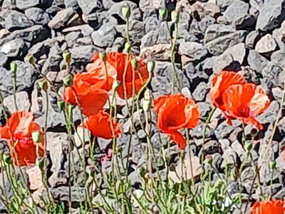 In Voronivka, Ukraine, a close-up, slightly blurred photograph captures a cluster of vibrant red poppies in bloom, set against a backdrop of rough, grey gravel. The poppies, in various stages of opening, display delicate petals and slender green stems. Several unbloomed poppy buds, enclosed in their green sepals, are also visible, interspersed with the flowers. The gravel appears to be on a surface, possibly a pathway or embankment, with individual stones of varying sizes and shades of grey and black. The lighting suggests an outdoor, daytime setting, casting subtle shadows.