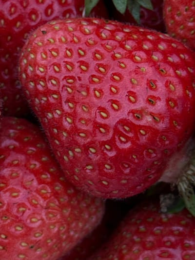 This is a close-up, overhead shot of several ripe strawberries. The strawberries are a deep red color with visible seeds on their surface. Some leaves are visible in the upper right corner. The image is focused on the texture and detail of the strawberries. The location of Niva, Russia, is not depicted in this image, as it is a close-up of fruit.