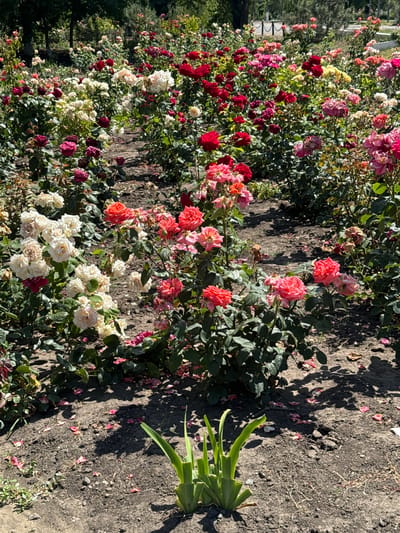 A sun-drenched rose garden in Ivanivka, Ukraine, features rows of blooming roses in various shades of red, pink, and white. The roses are densely planted, with some bushes reaching a moderate height. The ground is covered in dark soil, with fallen rose petals scattered across the pathways between the flowerbeds. In the foreground, a small cluster of bright green, blade-like plants stands out against the soil. The background shows more rose bushes and trees, suggesting a large garden area. The lighting indicates it is daytime, with shadows cast by the plants and trees.