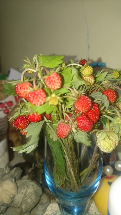 A close-up, slightly blurry, vertically oriented photograph shows a glass vase filled with wild strawberries. The vase is made of blue glass and is partially filled with water. The strawberries are a mix of red and green, with some leaves and stems visible. The background is out of focus, but appears to be a wall and some objects on a surface. The location in Dvirets, Ukraine is not determinable from the image.