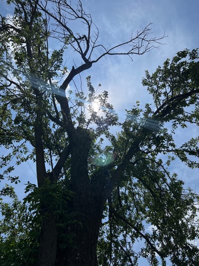The image presents an upward perspective through the canopy of a large tree against a bright, blue sky with scattered wispy clouds. The scene is an outdoor natural environment, likely in Ivan Vazovo, Bulgaria, under clear weather conditions.
The primary subjects are the intricate network of tree branches and the sky. The tree exhibits a striking contrast: some branches are densely covered with lush green leaves, some of which appear to bear small, unripe green fruits, suggesting a fruiting tree. Other branches are entirely bare, skeletal, and devoid of foliage, appearing as deadwood or older, deciduous sections. A subtle spiderweb can be discerned stretched between these bare branches.
The sun is positioned behind the tree canopy, causing strong backlighting. This creates prominent silhouettes of the leaves and branches against the brilliant sky. The intense sunlight also produces significant lens flare, visible as bright, circular and linear artifacts across the image. The time of day is clearly daytime, likely mid-morning or early afternoon, given the high position of the sun. There is no human activity depicted, nor is any text visible in the image. The overall composition highlights the natural interplay of light, shadow, and organic forms within the tree's structure.