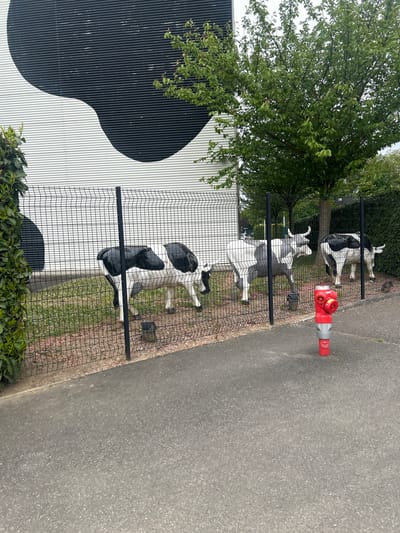 The scene shows a row of Holstein Friesian cow statues behind a black wire fence bordering a gray asphalt road. A red and silver fire hydrant stands among the cows. Behind the fence and cows is a white building with a large black spot design on it. A tree and some greenery are visible above and around the fence. This scene is located in Eckbolsheim, France.