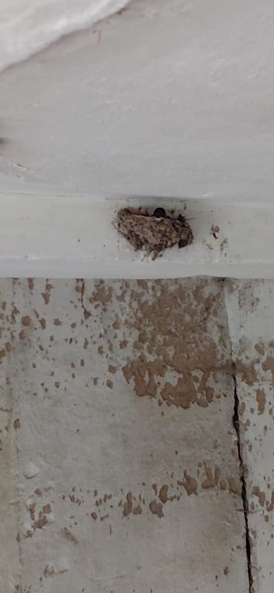 The image displays a moth camouflaged against a pale, textured surface, likely a wall or building exterior, in Ketrysanivka, Ukraine. The moth, a small insect, exhibits intricate patterns and colors on its wings, blending seamlessly with its surroundings. Its body appears segmented, with delicate antennae extending from its head. The moth is positioned vertically, nestled into a slight crevice or indentation.

The background is divided into two distinct textures. The left side features a smooth, almost matte white surface, suggesting painted plaster or a similar material. On the right, the texture is rougher, with visible imperfections, cracks, and splotches of a reddish-brown hue, indicative of weathered concrete or brick. A dark, thin crack runs horizontally across this textured section, further emphasizing its age and potential exposure to the elements.

The lighting in the image appears diffused, suggesting it was taken during the daytime, possibly under overcast skies or in a shaded area, as there are no strong shadows. The overall mood is quiet and natural, focusing on the subtle beauty of the insect's camouflage. There is no visible text in the image. The scene is static, with the moth appearing to be at rest.