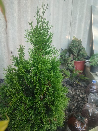A bright green, coniferous shrub, likely a Thuja, dominates the foreground of the image. It is planted in dark soil, which is partially obscured by several plastic bottles, some filled with a dark liquid and capped with blue. In the background, a grey, corrugated surface, possibly a wall or fence, serves as a backdrop. Behind the Thuja, other potted plants and shrubs are visible, including a red pot containing a darker, bushier plant and a white pot with a smaller green plant. The scene appears to be outdoors, possibly in a garden or yard, with natural lighting. The location is identified as Novomaryevskaya, Russia.