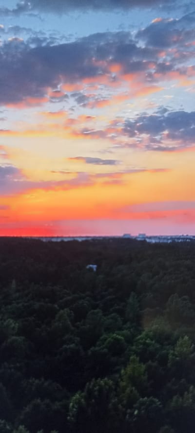 The image depicts a panoramic view of a densely forested area at sunset. The sky is a vibrant canvas of colors, with streaks of red, orange, and yellow blending into hues of pink and purple, interspersed with dark, dramatic clouds. A faint, hazy line of distant buildings is visible on the horizon. In the foreground, the dark green canopy of trees stretches across the landscape, creating a rich, textured surface. A small, white structure, possibly a building or a vehicle, is subtly visible amidst the trees. The overall impression is one of a serene natural landscape bathed in the warm glow of twilight, with hints of human presence in the distance. This scene could be located within or adjacent to the city of Чехов-2, Russia, given its description as a forested region.