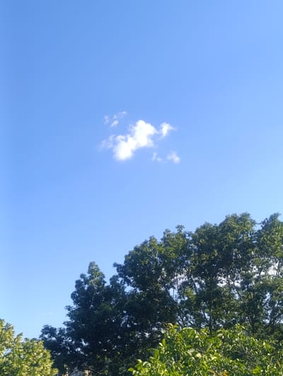 The image depicts a clear blue sky with a few scattered white clouds. In the lower portion of the frame, the lush green foliage of trees occupies the majority of the space, with the tops of the trees reaching towards the sky. The scene is consistent with a natural outdoor environment. There are no people, man-made structures, or explicit indications of the city of Soroca, Moldova, within the visible frame.