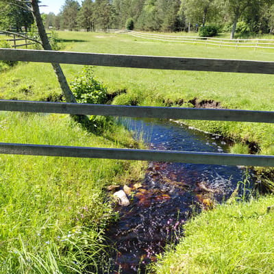 The image depicts a natural outdoor scene, possibly in the city of Garkalne, Latvia, featuring a small stream flowing through a grassy area. Two weathered wooden planks run horizontally across the foreground, obscuring a portion of the view. The stream, with dark, reflective water, flows from the upper right towards the lower left of the frame. Its bed appears to be comprised of reddish-brown sediment and scattered stones. Along the banks of the stream, lush green grass and various small plants and flowers are visible. In the background, a sprawling green meadow stretches out, bordered by a light-colored wooden fence that follows the contour of the land. Further in the distance, a line of trees forms a dense backdrop under a clear, bright sky. The overall impression is one of a tranquil rural or park-like setting.