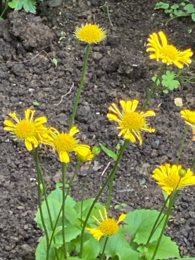 The image depicts a close-up, high-angle view of several bright yellow flowers with serrated petals, growing in dark, loose soil. The flowers are at various stages of bloom, with some fully open and others still forming buds. The stems are thin and green, supporting the delicate blooms. Lush green leaves are visible at the base of some of the flowers. The background consists of more of the dark soil, with occasional hints of green foliage. This scene is consistent with a garden or natural setting, potentially within Yuzhno-Sakhalinsk, Russia, where such flora could be found in parks, botanical gardens, or residential flower beds. No people or specific urban landmarks are visible in this image.