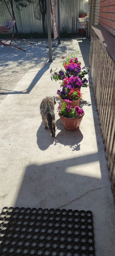 A gray tabby cat walks on a concrete path outdoors, facing away from the camera. In front of the cat, a row of three brown potted plants with vibrant pink and purple petunias are lined up. To the right of the plants, a light-colored wooden fence with vertical planks borders the path. The background shows a corrugated metal fence, trees, and a hammock hanging from a metal frame. Sunlight casts strong shadows on the concrete. The location appears to be a residential backyard or garden area in Икское Устье, Russia.