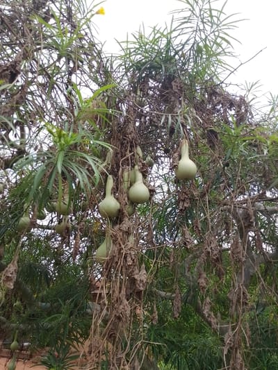 This image captures a dense botanical scene in Ugwolawo, Nigeria, dominated by a tree or large vine heavily laden with numerous pale green, tear-drop shaped gourds. Approximately two dozen gourds are visible, varying in size and suspended from various branches. The plant features a mix of vibrant green, elongated, narrow leaves and significant quantities of dried, brown, shriveled foliage clustered amongst the branches. A single small yellow flower is discernable in the upper left portion of the frame. The background consists of a uniformly bright, likely overcast, sky. Hints of reddish-brown ground or structure are visible at the very bottom beneath the foliage. No human figures or man-made structures are prominently featured, focusing entirely on the plant and its fruit.