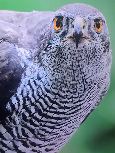 This is a close-up, angled shot of a bird, likely a raptor, with striking orange eyes. The bird's head is tilted, revealing intricate feather patterns of gray and black. Its beak is dark and sharp, with a hint of red near the tip. The background is a soft, out-of-focus green, suggesting an outdoor, natural setting, possibly a forest or park. The lighting is even, without harsh shadows, indicating it could be daytime with diffused light, or an indoor setting with artificial lighting. There are no discernible people, text, or specific location cues within the image itself, beyond the general natural environment. The focus is entirely on the bird and its detailed plumage.