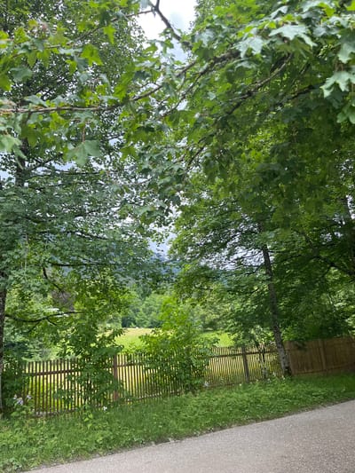 This image depicts a scene in Ettal, Germany, featuring a rural landscape with lush green foliage and a wooden fence. In the foreground, a light-colored gravel path runs diagonally from the bottom right corner. Adjacent to the path is a grassy area with scattered wildflowers and vegetation. A wooden fence, composed of vertical slats, stretches across the middle ground, separating the foreground from a field beyond. The field is a vibrant green, suggesting it is a pasture or meadow, and it recedes into a backdrop of dense, verdant trees. The canopy of large trees with broad, green leaves dominates the upper portion of the image, creating a sense of depth and natural beauty. The sky is overcast, with diffused light contributing to the soft, natural illumination of the scene. There are no people or animals visible in the image.