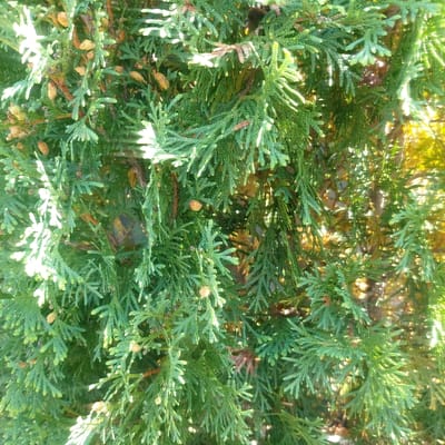 The image displays a detailed close-up of dense, vibrant green coniferous foliage, consistent with a Thuja (Arborvitae) species, located in Gimpo-si, South Korea. The scale-like leaves vary in shade from bright lime green on sunlit tips to deeper forest green in shadowed areas. Numerous small, ovoid, light brown, immature cones, approximately 0.5 to 1 cm in length, are visible throughout the branches. Bright natural sunlight illuminates the scene from the upper right, casting distinct highlights and shadows on the textured foliage. The background is uniformly out-of-focus, showing blurred green and yellow tones, indicating further vegetation or distant light. No people, animals, distinct man-made objects beyond the plant itself, or discernible actions are present within the frame.