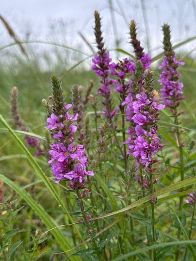 The image depicts a close-up of several flowering plants with spiky purple blooms, interspersed with tall green grass. The flowers appear to be wet, suggesting recent rain or dew. The background is a blur of green and gray, indicating an outdoor setting with overcast skies. The image was captured in the vicinity of Vozdvijenka, Russia. There are no people or animals visible in the frame. The focus is on the natural elements of the landscape.