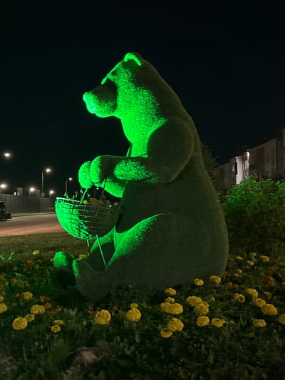 This is a nighttime outdoor photograph taken in Novoye Shigaleevo, Russia. The main subject is a large topiary sculpture of a bear, illuminated with bright green light. The bear is depicted in a stooped posture, appearing to hold a basket-like structure with its front paws. The basket is also green and seems to contain some smaller yellow flowers.
The sculpture is situated amidst a dense garden bed filled with yellow and orange flowers, likely marigolds, and lush green foliage. In the background, a building with multiple windows is visible, partially illuminated. Beyond that, the sky is dark, indicating it's nighttime. Streetlights with circular lamps are also visible, casting a soft glow on a paved area that could be a road or pathway. The overall impression is that of a decorative garden installation or public art piece. The green lighting on the bear creates a striking and somewhat surreal effect against the natural backdrop of the flowers and the dark night sky. There is no visible text in the image.