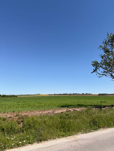 The image shows a rural scene near Umarevtsi, Bulgaria. On the right is a gray asphalt road with vegetation bordering it. Adjacent to the vegetation is a green field, likely farmland, extending into the distance. The sky is a clear blue, with branches and leaves of a tree visible in the upper left corner. The photograph is taken from a ground-level perspective.