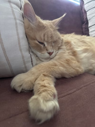 A fluffy, light brown cat is sleeping on its back on a striped cushion. The cat's eyes are closed, and its head is tilted to the side. One of its front paws is extended and resting on the brown fabric of a sofa. The background shows the corner of a bed with white and dark stripes. The lighting suggests it could be daytime. The scene conveys a sense of peace and relaxation. The location is identified as Gölbaşı, Turkey. There is no visible text in the image.