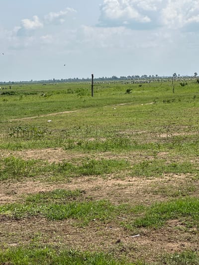 In Lamurde, Nigeria, a vast expanse of grassland stretches across the horizon under a partially cloudy sky. In the mid-ground, a dense flock of sheep is grazing, their white forms dotting the green landscape. A lone wooden post stands amidst the field, a stark vertical element against the horizontal lines of the terrain. The foreground is characterized by patches of dry, brown earth interspersed with greener vegetation, suggesting a mix of well-trodden paths and areas of growth. A few small, sparse green plants are scattered in the immediate foreground. In the distance, a line of trees marks the edge of the grassland, and a few palm trees are visible. Two birds are captured in flight against the pale blue sky.
