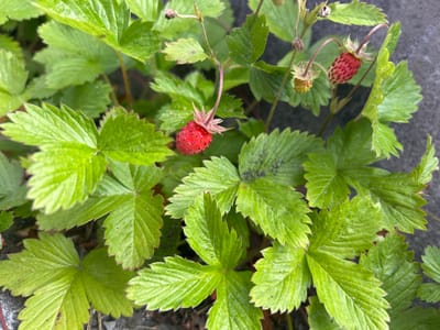 The image shows a close-up view of wild strawberry plants in Kongsberg, Norway. The plants have green, serrated leaves and several small red and yellowish-green strawberries are visible, some of which are still developing. The background is dark and appears to be a concrete surface. The scene depicts a natural setting within the city, likely a garden or park area where wild strawberries are growing.