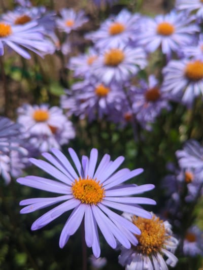 The image is a close-up shot of several purple asters with yellow centers. The flowers are in various stages of focus, with the flower in the foreground being the sharpest. The background is a blur of green foliage and other asters. There are no people or man-made objects visible in the image. The scene is outdoors, likely in a garden or park. The image does not provide any specific information about the location within the city of Великово, Russia.