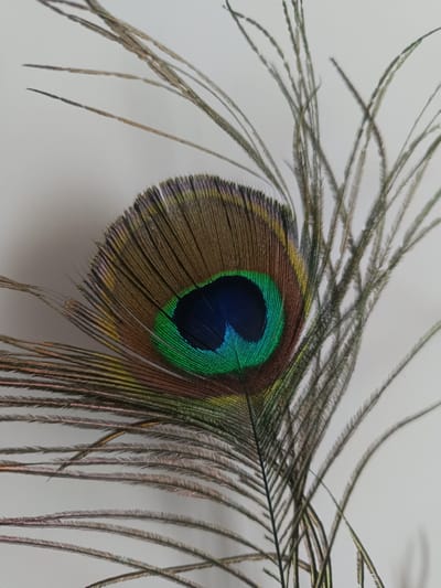 A close-up, vertical shot captures a single peacock feather against a plain, light-colored background. The feather is positioned diagonally, with the decorative "eye" of the feather towards the bottom left and the plume extending towards the top right. The "eye" features concentric circles of deep blue, vibrant green, and brown, bordered by iridescent golden and purple filaments. The delicate, thread-like barbs of the plume extend outwards, some appearing wispy and translucent. The lighting creates subtle shadows, adding depth to the textured surface of the feather. There are no people, animals, or urban elements visible in the image, and therefore no specific location in Vitoria-Gasteiz, Spain can be inferred.