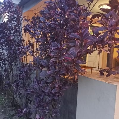 This image depicts an outdoor area in Ketowan, Indonesia. The primary subject is a dense hedge of ornamental plants featuring deep purple, variegated leaves, possibly *Alternanthera dentata*. These plants are arranged in a linear fashion, obscuring a light grey concrete wall or planter box behind them. To the immediate left of the hedge, the ground consists of exposed soil and scattered dark debris. In the background, a building with light yellow-orange walls is partially visible through the foliage, displaying a white door frame and a closed door. A section of a corrugated metal roof is visible at the upper left. To the right of the hedge, a light-colored concrete ledge extends horizontally, on which a small, light-colored wooden stool or table is present, alongside several dark, irregularly shaped objects, possibly containers, all exhibiting wet surfaces. An overhead light fixture, emitting a warm glow, is visible in the upper right, illuminating the building's wall and the concrete ledge. No individuals are present in the scene.