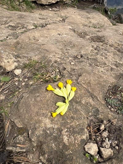 A close-up, high-angle photograph captures a cluster of vibrant yellow flowers with light green leaves and stems resting on a textured, uneven rock surface. The flowers resemble cowslips or a similar primrose species. The rock itself is greyish-brown, displaying natural erosion, cracks, and small indentations where patches of dirt, sparse green grass, dry grass, and pine needles are visible. Small stones are scattered within these crevices. In the upper left background, a blurred natural landscape, possibly indicating a valley or body of water, can be faintly discerned. The lighting suggests a bright, sunny day, with direct sunlight illuminating the scene and casting subtle shadows. There is no specific activity taking place; the flowers appear to have been placed or fallen onto the rock. The scene depicts a natural outdoor environment, consistent with a rocky terrain in Pavlovka, Russia. No visible text is present in the image.