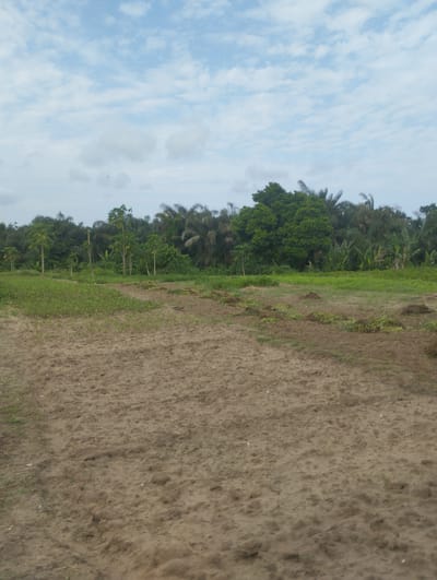 The image depicts an outdoor scene in a rural or agricultural setting. The foreground is dominated by a sandy, tilled field, with some patches of sparse green vegetation. Rows of small plants are visible, suggesting cultivation.

In the middle ground, there is a transition to a more densely vegetated area, with a mixture of low-lying green plants and taller trees. Some of these trees appear to be fruit-bearing, with small yellow fruits visible on some of them.

The background features a lush, dense forest of trees, including palm trees and other tropical foliage. The forest line forms a rich green wall against the sky.

The sky is partly cloudy, with patches of blue sky interspersed with white and gray clouds. The lighting suggests it is daytime, likely mid-morning or afternoon, as there are no harsh shadows. The overall atmosphere is serene and natural. There are no people or specific objects in the foreground or mid-ground, aside from the plants and trees. The scene conveys a sense of growth and natural abundance. The location context of Iyafin, Nigeria, suggests a tropical climate and potentially agricultural land. There is no visible text in the image.