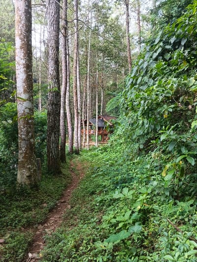 This image presents a serene view of a lush forest landscape, likely in Chilanga, Zambia. A narrow, unpaved dirt path, worn by foot traffic, gently curves into the distance, inviting exploration deeper into the woods.
On the left side of the path, a series of tall, slender trees stand prominently, featuring varied bark textures ranging from pale and mottled to darker, furrowed patterns. These trees create a natural corridor, their trunks forming vertical lines that lead the eye towards the background. The ground beneath them is carpeted with vibrant green undergrowth and smaller plants.
To the right of the path, a steep embankment is densely covered in a rich tapestry of diverse green foliage, including broad-leafed plants and shrubs, creating a sense of abundant nature. Nestled further along the path and among the trees, a rustic wooden cabin or small building is visible. It features a dark, sloped roof and an open-sided lower level with wooden support posts and railings, suggesting a porch or deck area, possibly a dwelling or a secluded lookout point.
No people or discernible activities are present, allowing the natural tranquility of the scene to dominate. The lighting is soft and diffused, characteristic of daytime under a canopy of trees or an overcast sky, suggesting either morning or late afternoon. The overall impression is one of peaceful seclusion and natural beauty, highlighting a verdant forest environment. No visible text is present in the image.