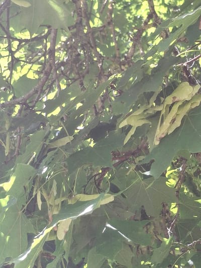 This is a close-up, eye-level, medium shot of maple tree samaras (winged seeds) and leaves. The light is coming from behind the tree, creating a backlit effect that highlights the veins of the leaves and the translucent quality of the samaras. The overall color palette is dominated by various shades of green, with hints of brown from the branches and the samaras. The image appears to be taken outdoors, likely in a park or natural area within the city of Ogre, Latvia. The samaras are clustered together, suggesting they are ripe and ready to fall. The leaves are broad and lobed, characteristic of maple trees. The branches are gnarled and twisted, covered in what appears to be moss or lichen. The background is blurred, with bright spots of sunlight filtering through the foliage, indicating a sunny day. There are no people or animals visible in the image. The focus is entirely on the natural details of the tree.