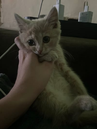 A person's hand is holding an orange kitten. The kitten is looking at the camera with large eyes. The background is dark and blurry, with a wall and some electronic devices visible. The scene appears to be indoors.