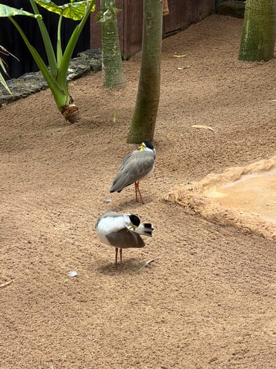 Two masked lapwings, characterized by their grey bodies, white chests, black heads with white markings around the eyes and yellow wattles, stand on a sandy ground. One bird, positioned in the foreground, is bending its head downwards, appearing to preen or inspect the ground. The other bird, situated further back and slightly to the right, stands upright, facing away from the viewer. The environment is sandy with several palm trees and some vegetation in the background. A small, dry, shallow depression in the sand is visible to the right. The lighting suggests it is daytime. The scene is not definitively identifiable as being within Puerto de la Cruz, Spain, as there are no distinguishing landmarks or contextual clues to confirm the location.