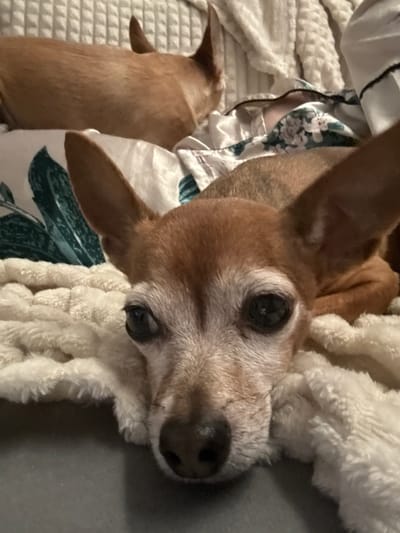 Two small, tan-colored dogs are resting on a bed with white bedding and a gray surface. The dog in the foreground, a mature chihuahua, is lying on its side with its head propped up on a soft, cream-colored blanket. Its eyes are open, and its gaze is directed slightly to the right of the camera. The dog has graying fur around its muzzle and eyes, indicating its age. Its ears are large and upright.

The second dog, also a chihuahua, is visible in the background to the left, lying down with its head turned away from the camera. This dog appears younger and has a uniform tan coat.

The setting is indoors, likely a bedroom, given the bedding. The lighting is dim, suggesting it may be evening or nighttime. There is no visible text in the image. The dogs appear relaxed and comfortable. The overall mood is peaceful and domestic.
