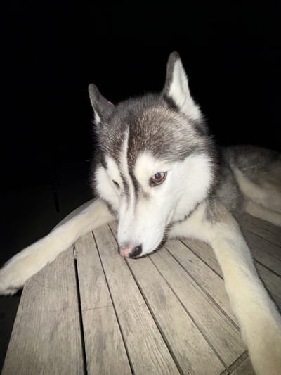 A husky dog is lying on a wooden table at night. The dog is a medium-sized breed with grey and white fur, distinctive markings on its face, and amber eyes. One eye is partially closed, giving the dog a thoughtful or sleepy appearance. Its front paws are extended on the table, and its body curves slightly to the right. The background is dark, suggesting an outdoor setting at night. The wooden table appears to be made of planks with visible grain and texture. There are no people or other animals in the image. The scene is devoid of any context that would place it in Lège-Cap-Ferret, France.