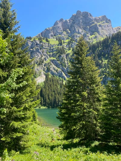 This is a vertical, eye-level, full shot of a mountain lake in Brienz (BE), Switzerland, on a clear, sunny day. The foreground is dominated by lush green trees, predominantly fir trees, with some lighter green foliage on the left. Sunlight filters through the branches, casting shadows on the ground. In the middle ground, a tranquil, turquoise lake is visible, with its clear water revealing the rocky lakebed near the shore. Beyond the lake, a dense forest of fir trees covers the lower slopes of a massive, rugged mountain. The mountain itself is characterized by steep, rocky faces with patches of green grass and sparse trees clinging to its inclines. The sky above is a vibrant, cloudless blue.