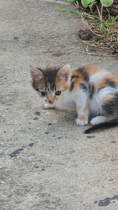 The image displays a small, tricolor domestic kitten situated on a light grey concrete surface in the city of Tsarkva, Bulgaria. The kitten exhibits a fur pattern composed of white, orange-tan, and dark brown/black patches. Its left eye (viewer's perspective) shows a slight accumulation of discharge. The animal is crouched low, with its head slightly angled towards the viewer, and its front paws partially obscured. A segment of its dark-colored tail is visible in the lower right portion of the frame. The concrete ground is textured and contains several small, irregular dark spots. In the upper right section of the image, an area of dark soil is visible, containing green grass blades and dry organic matter. The scene is illuminated by ambient natural light.