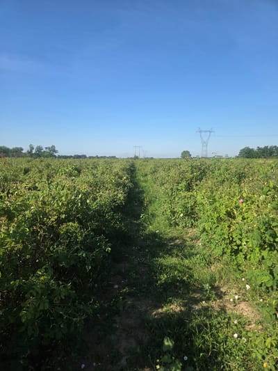 The image shows a field of green plants, possibly roses, with a dirt path running through the middle. In the background, there are trees, power lines, and a clear blue sky. The scene is illuminated by natural daylight. The photograph appears to be taken from a low angle, looking towards the horizon. The overall impression is one of a rural or agricultural setting.