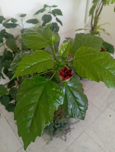A close-up, eye-level shot shows a dark red hibiscus bud with green leaves. The bud is centered in the foreground, its petals tightly furled. The leaves are large, glossy, and vibrant green, with serrated edges. In the background, other green plants are visible, some out of focus. The setting appears to be indoors, with a pale, textured wall behind the plants. The floor is tiled with light-colored, square tiles. The image was taken in Ararat, Armenia.